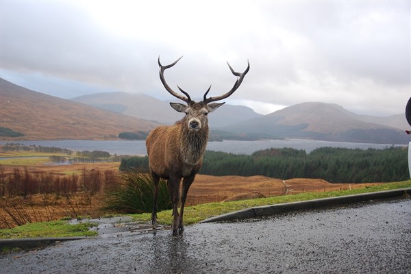 The Wild Scottish Highlands